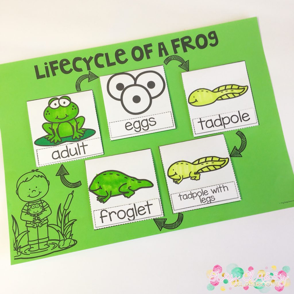 Life Cycles Lift the Flap Pack - Plants and Animals - Stay Classy ...