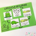 Life Cycles Lift the Flap Pack - Plants and Animals - Stay Classy ...
