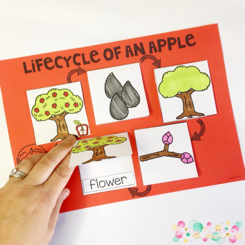 Life Cycles Lift the Flap Pack - Plants and Animals - Stay Classy ...